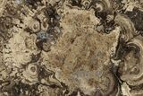 Polished Fossil Stromatolite Colony - Utah #261961-1